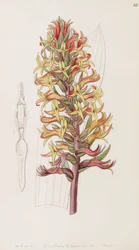 Dichromanthus Cinnabarinus (as syn. Stenorrhynchos cinnabarinum, spelled by Lindley as Stenorhynchus cinnabarinus)